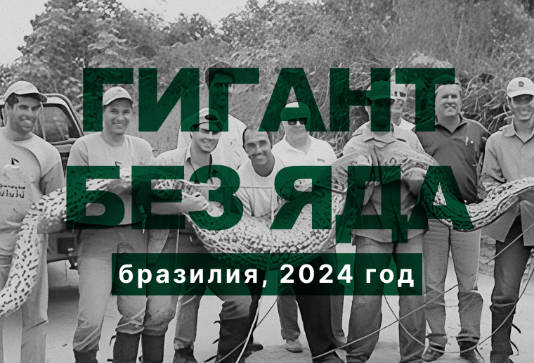 Гигант без яда